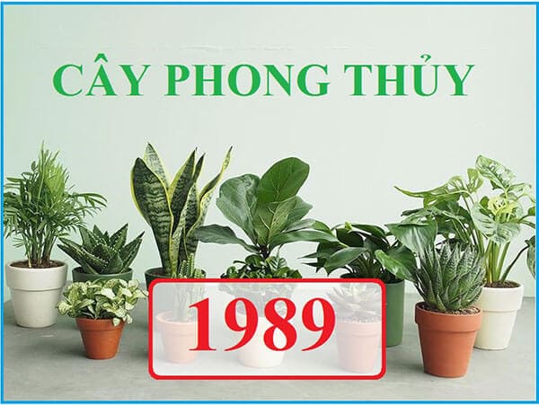 Ý nghĩa của cây phong thuỷ hợp tuổi 1989